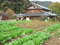 そば屋白菜